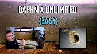 How I Raise Daphnia Water Fleas And You Can Too [upl. by Annovad]