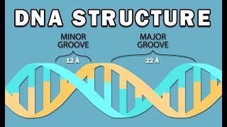 STRUCTURE OF DNA [upl. by Ylerebmik]