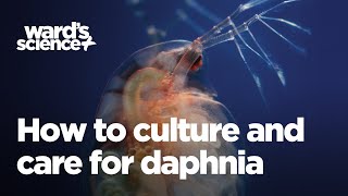 Caring and Culturing for Daphnia [upl. by Destinee]