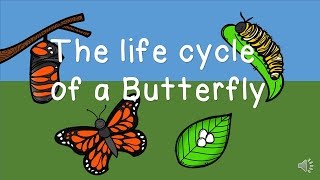 The Life Cycle of a Butterfly [upl. by Justinian]