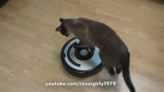 Cat shows HOW TO use iRobot Roomba Vacuum [upl. by Aicilic]