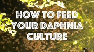 How To Feed Your Daphnia Culture [upl. by Kraul]