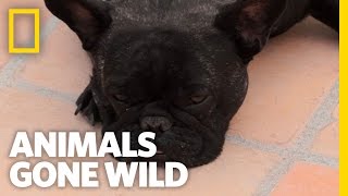 Small Dog vs Big Bears  Animals Gone Wild [upl. by Malas110]