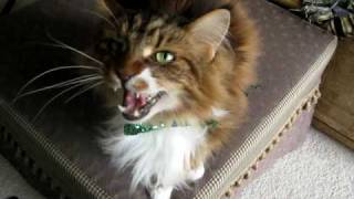 Max the Maine Coon Cat sings [upl. by Syxela]