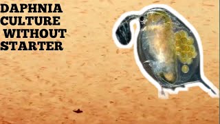 HOW TO CULTURE DAPHNIA NATURALLY WITHOUT A STARTER [upl. by Tobiah]