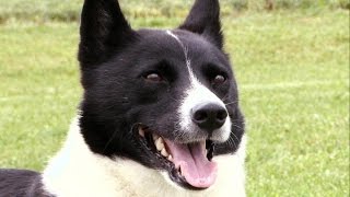 Karelian Bear Dog [upl. by Iniffit]