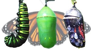 Monarch Butterfly Metamorphosis Timelapse FYV [upl. by Acirred]