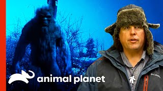 Bigfoot Expert Talks About Several Sasquatch Sightings  Finding Bigfoot [upl. by Domel]