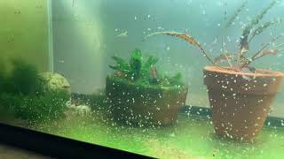 Daphnia Culturing Snails or no snails [upl. by Annoyt163]