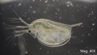 Daphnia magna under the Microscope [upl. by Ellehsar310]