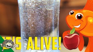 How to culture Vinegar Eels The EASY Way Live Fish Food [upl. by Ambler649]