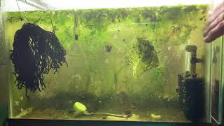 Scuds Daphnia Cherry Shrimp Copepods My aquatic food culture [upl. by Saref]