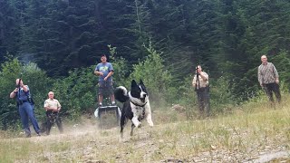 Karelian bear dog in action [upl. by Schrader259]