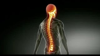 Paraplegic Info  What is Paraplegia [upl. by Kaltman149]