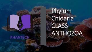 Class Anthozoa  Classification of Phylum Cnidaria [upl. by Melody]