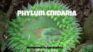 Phylum CnidariaCharacteristics and Examples [upl. by Lawry402]