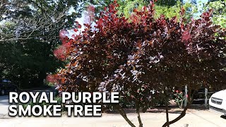 All About Royal Purple Smoke Tree [upl. by Gnaht]