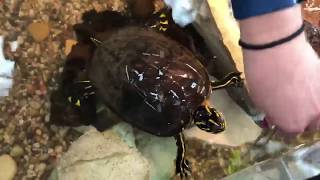 RedBellied Cooter Turtle  Animal Feeding [upl. by Gladdy]