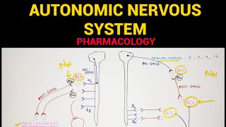 Autonomic Pharmacology  1  Sympathetic amp Parasympathetic Nervous System  EOMS [upl. by Kowalski]