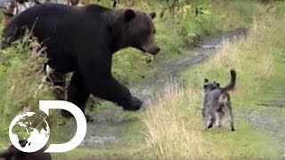 Dogs vs Grizzly Bears  Weird True amp Freaky [upl. by Doone]