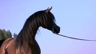 O Arabian  A Film Loveletter to the Incredible Arabian Horse [upl. by Cornelle66]