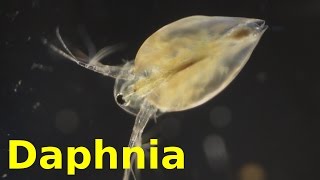 Daphnia [upl. by Mira277]