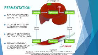 Is Thiamine Deficiency Destroying Your Digestive Health Why B1 Is ESSENTIAL For Gut Function [upl. by Bonnette]