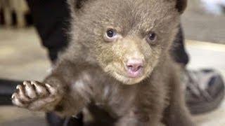 Hear baby bear make cutest noise [upl. by Rabbaj]