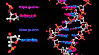 DNA major and minor grooves [upl. by Ueih]