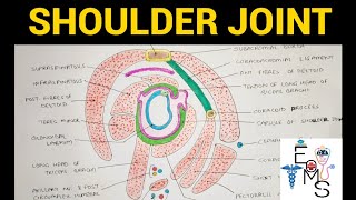 Shoulder Joint Anatomy  1  Upper Limb [upl. by Shoifet]