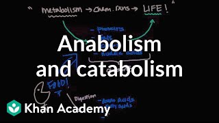 Overview of metabolism Anabolism and catabolism  Biomolecules  MCAT  Khan Academy [upl. by Sweyn]