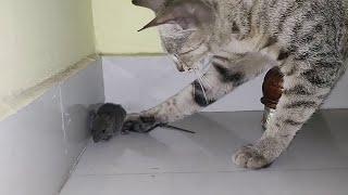 CAT VS MOUSE SEASON 2  CAT EATS MOUSE ALIVE  RAT EATEN BY CAT PART 2 [upl. by Anderer588]