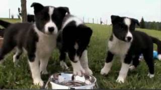 Dogs 101 Karelian Bear Dog [upl. by Onateag]