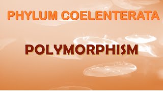 Polymorphism in Cnidarians [upl. by Naiviv799]