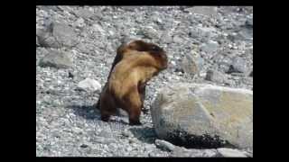 Two Grizzly Bears Fighting Over Female [upl. by Kram]