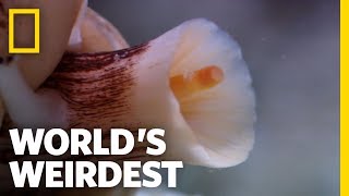 The Deadly Cone Snail  Worlds Weirdest [upl. by Niveek]