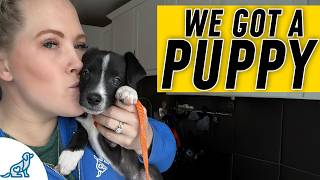 EVERYTHING You Need For Puppy Training Success [upl. by Grosz402]