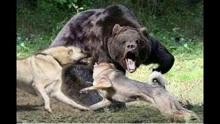 Kangal dog chases off a bear [upl. by Landsman]