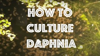 How To Culture Daphnia Magna [upl. by Goodard805]