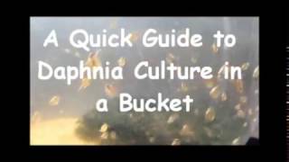 How to culture daphnia outside [upl. by Jonette]