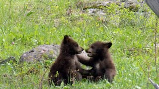 Nature Bear cubs [upl. by Flss450]