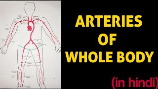 Arteries of Whole Body 💥 [upl. by Bush]