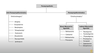 Autonomic Nervous System Pharmacology Receptors and Physiology [upl. by Cathey]