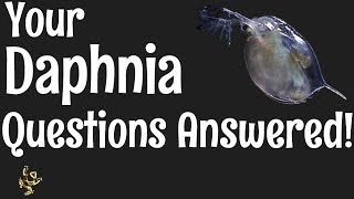 Daphnia Questions Answered [upl. by Adin51]