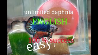 daphnia moina culture Easy way Unlimited production English  with sub Green water Chlorella [upl. by Mairam574]