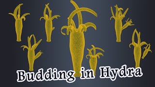 Budding in Hydra [upl. by Jewett639]