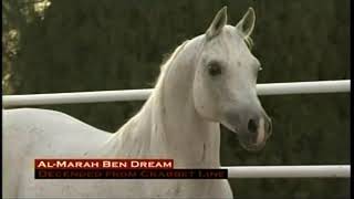 The Ancient Breed The Arabian Horse [upl. by Merwin]