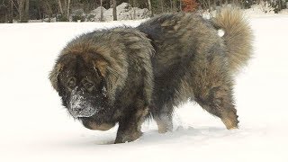 Caucasian Shepherd Brutal Russian Bear Dog [upl. by Ylla]