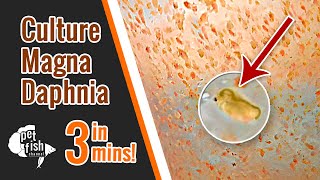 How to culture DAPHNIA MAGNA  The easy way [upl. by Fowle]