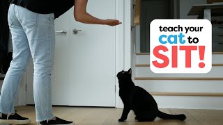 How To Train Your Cat To Sit [upl. by Orthman]